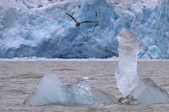 Eisberg mit Sturmvogel
