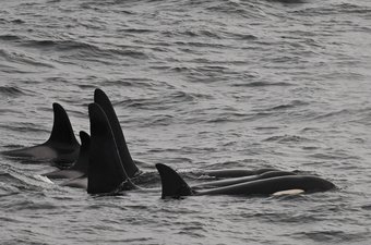 Orca Familie
