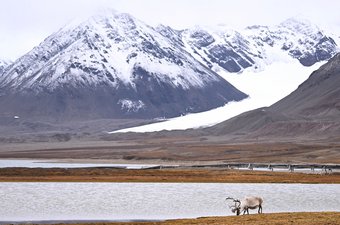 Svalbard Rentier in Ny Alesund