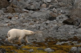 Eisbär